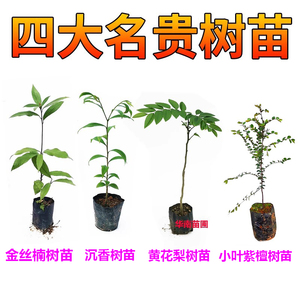 金丝楠木树苗沉香树苗小叶紫檀树海南黄花梨名贵苗木奇楠沉香大树