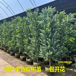 银叶金合欢树苗澳洲名贵苗木庭院绿化风景树室内观叶盆栽花卉植物