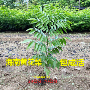 名贵苗木海南黄花梨树苗正宗黄花梨木苗降香黄檀盆栽珍贵植物常绿