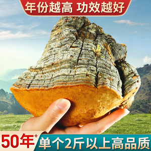 【50年野生桑黄】单块2斤1000g西藏正品特级桑树桑黄野生桑黄灵芝