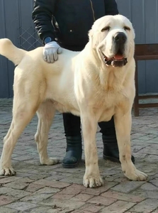 纯种中亚犬中亚牧羊犬幼犬巨型超大型宠物狗中亚牧羊犬大骨架猛犬