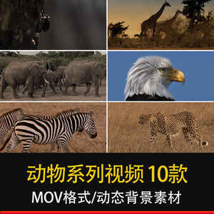 野生动物大迁徙大象长颈鹿飞禽走兽动物捕猎自媒体短视频素材