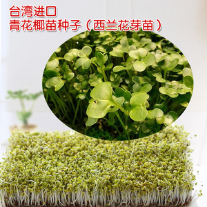 青花椰菜芽苗 青花椰菜芽苗品牌 价格 阿里巴巴 青花椰菜芽苗 青花椰菜芽苗品牌 价格 阿里巴巴