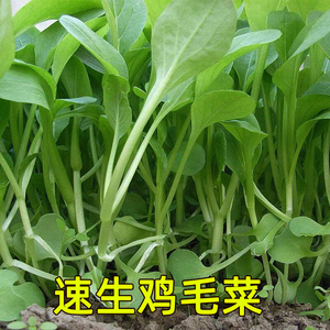 鸡毛菜种子种籽四季小白菜青菜油菜上海青18天阳台盆栽蔬菜蔬莱孑