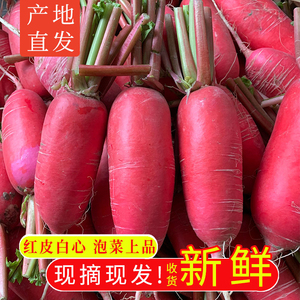 四川特产自种红皮萝卜新鲜现摘白肉水萝卜泡菜腌制胭脂萝卜3斤8斤