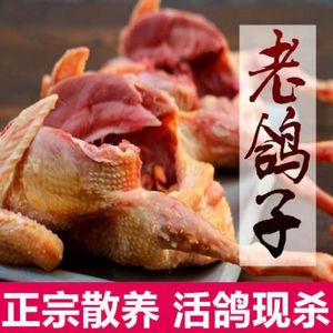 正宗老鸽子土鸽子乳鸽元宝鸽农家杂粮散养新鲜现杀鸽子真空包邮