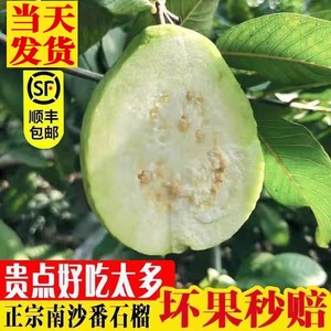 【新鲜现摘】南沙番石榴白心芭乐爽脆甜水果新鲜5斤送酸梅粉