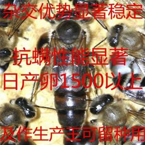 【】始发活开意蜂蜂王中蜜一号了体交尾开产王新Z王种王处女