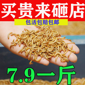 面包虫活虫黄粉虫活体虫子蝎子仓鼠角蛙鹦鹉八哥画眉小鸟食饲料虫