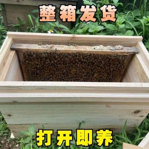 优质活群中蜂群中蜂土蜂野蜂笼蜂带脾带王中蜂活群一整箱中华蜜蜂