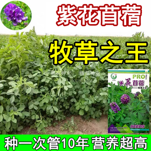 紫花苜蓿草籽种子四季高产多年生苜蓿菜猪牛羊鸡鸭鹅鱼牧草种子籽