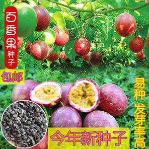 百香果种子四季播满天星紫香西番莲多年生黄金鸡蛋果种籽瓜果种子