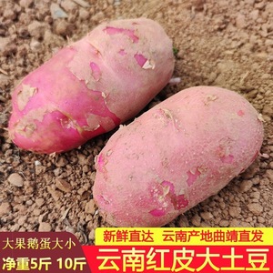 云南红皮大土豆鹅蛋大新鲜高原黄心洋芋农家自种蔬菜马铃薯种子
