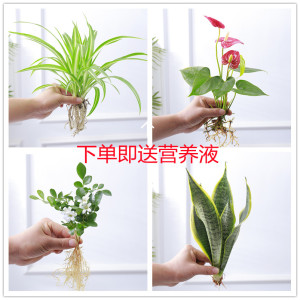 金钻盆栽绿植水养绿萝除甲醛植物发财树多肉虎皮兰文竹小盆景竹芋