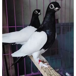 短嘴两头乌鸽子可孵化受精蛋新疆系观赏鸟三瓣嘴铁翅黑头毛脚鸽子
