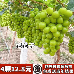 特大阳光玫瑰葡萄树苖无核巨峰葡萄苗南方北方四季种植耐寒果树苗