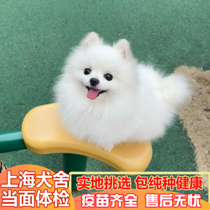 纯种白博美幼犬小型可爱长不大的俊介犬茶杯犬活体宠物狗上海犬舍