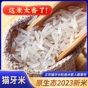 2023年新米正宗猫牙米泰国香米长粒香大米煲仔饭专用米丝苗米10斤