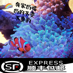 奶嘴海葵小丑鱼共生紫点海葵观赏活体珊瑚荧光绿奶嘴海葵软体地毯