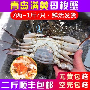 青岛满黄梭子蟹鲜活大母蟹7~9两/只 1只装红膏蟹飞蟹海蟹白蟹螃蟹