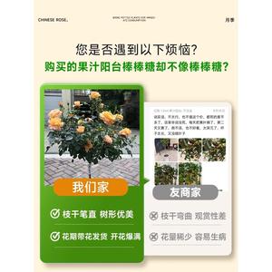 室外月季花独杆绿化树地栽树状月季老桩月季树多支玫瑰花多色市区