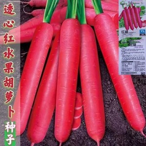 透心红胡萝卜种子甜脆胡萝卜种水果冰糖心胡萝卜籽夏秋播蔬菜种孑