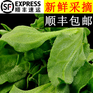 美邻惠享家新鲜冰菜冰草凉调菜生吃沙拉现摘现发山东蔬菜顺丰包邮