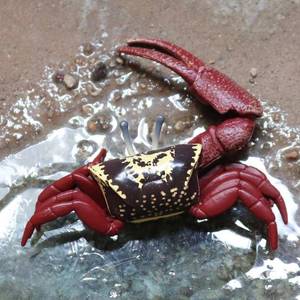 硬塑料招潮蟹模型皮皮虾蛄雀尾螳螂虾小摆件儿童认知海洋动物玩具