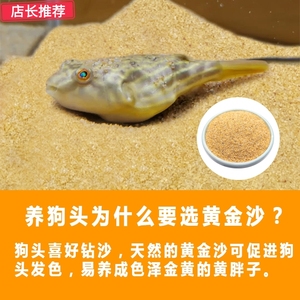 天然黄金沙底砂皇冠斑马狗头鱼专用沙河豚鼠鱼沙鱼缸造景化妆沙