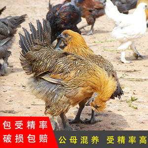 高脚彝家观赏鸡大种土鸡蛋原种无量山武定鸡种蛋可孵化受精蛋珍禽