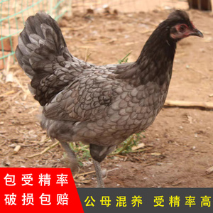 安义肉鸡柴鸡瓦灰鸡种蛋可孵化受精蛋新鲜纯种小鸡高产蛋鸡土鸡蛋