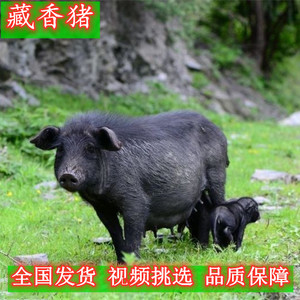 藏香猪幼崽活体纯种小猪仔黑猪成年种猪苗巴马香猪小猪仔活苗包邮
