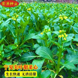 宁夏无渣尖叶油青甜菜心种子快大肥仔菜整齐度好风味甜爽四季易种