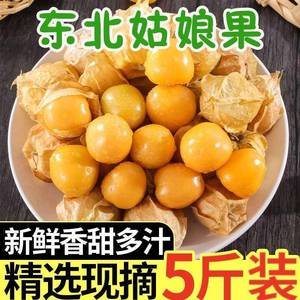 23年现摘黑龙江新鲜黄姑娘果 水果东北特产菇娘果灯笼果4斤装