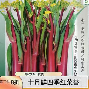 红菜苔种子正宗菜种菜子早熟杂交蔬菜洪山菜苔阳台种菜庭院种植紫