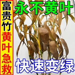 【急救黄叶】富贵竹营养液专用型水养观音竹叶黄家用植物生根花肥