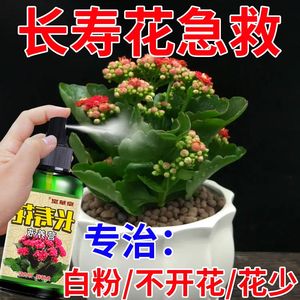 一喷就开花】长寿花营养液一喷促开花治黄叶枯叶病催蕾延花期肥料