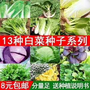 四季蔬菜种子奶油小白菜上海青油菜鸡毛菜紫甘蓝小青菜籽大全春季