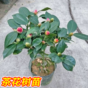 茶花树苗盆栽香妃山茶花带花苞五色赤丹花卉室内好养四季开花植物