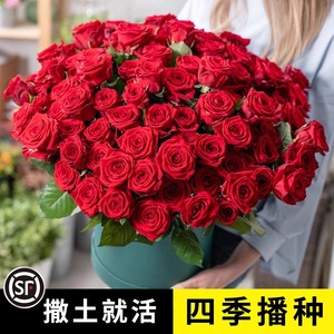 玫瑰花种子四季耐寒蔷薇月季花种籽易活室内室外阳台盆栽花卉种孑