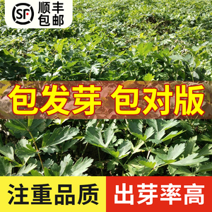 新采摘白花前胡种子包发芽发芽率高宁国白花前胡种籽中药材种子