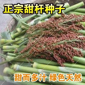 南方甜柑高粱种子甘蔗种子甜杆 芦栗 甜秫秸 糖高粱种子 脆甜多汁