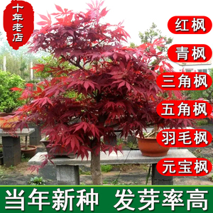 美国红枫种子行道树林木观赏三五角枫元宝枫羽毛枫日本红枫树种籽