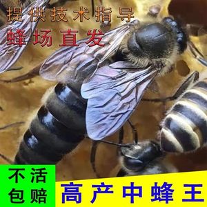 【买二送一】中蜂王子种王中峰产子王蜜蜂活物双色高产卵优质活体