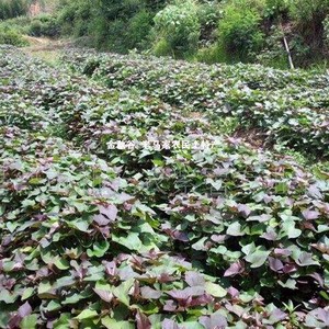 紫薯粒熬粥 农家紫芋头丁粒 脱水紫薯丁干地瓜干五谷杂粮 散装5kg