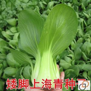 上海青种子四季秋冬季蔬菜种子矮脚小青菜矮脚苏州青小油菜