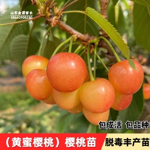 黄蜜大樱桃树樱桃苗南北方庭院地栽种植大苗盆栽嫁接矮化当年结果