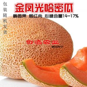 超甜哈密瓜种子南方新疆蜜冠哈蜜瓜种籽早熟甜瓜香瓜四季水果种子