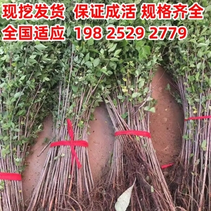 榆树苗 榆树小苗 白榆家榆 榆钱树 绿化树 别墅庭院 绿化工程树苗