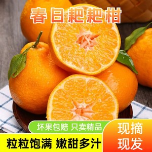 正宗四川春见耙耙柑橘子时令水果当季新鲜丑柑橘应季蜜橘桔子整箱